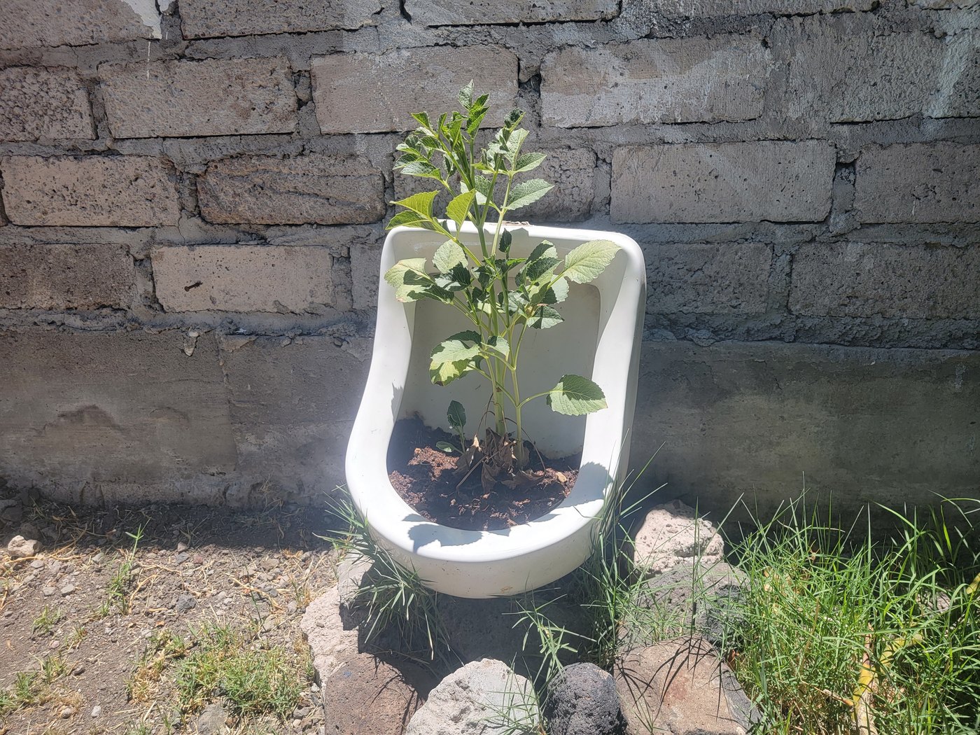 A small plant growing beside a brick wall