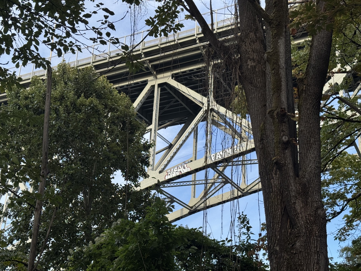 A Seattle bridge framed by trees