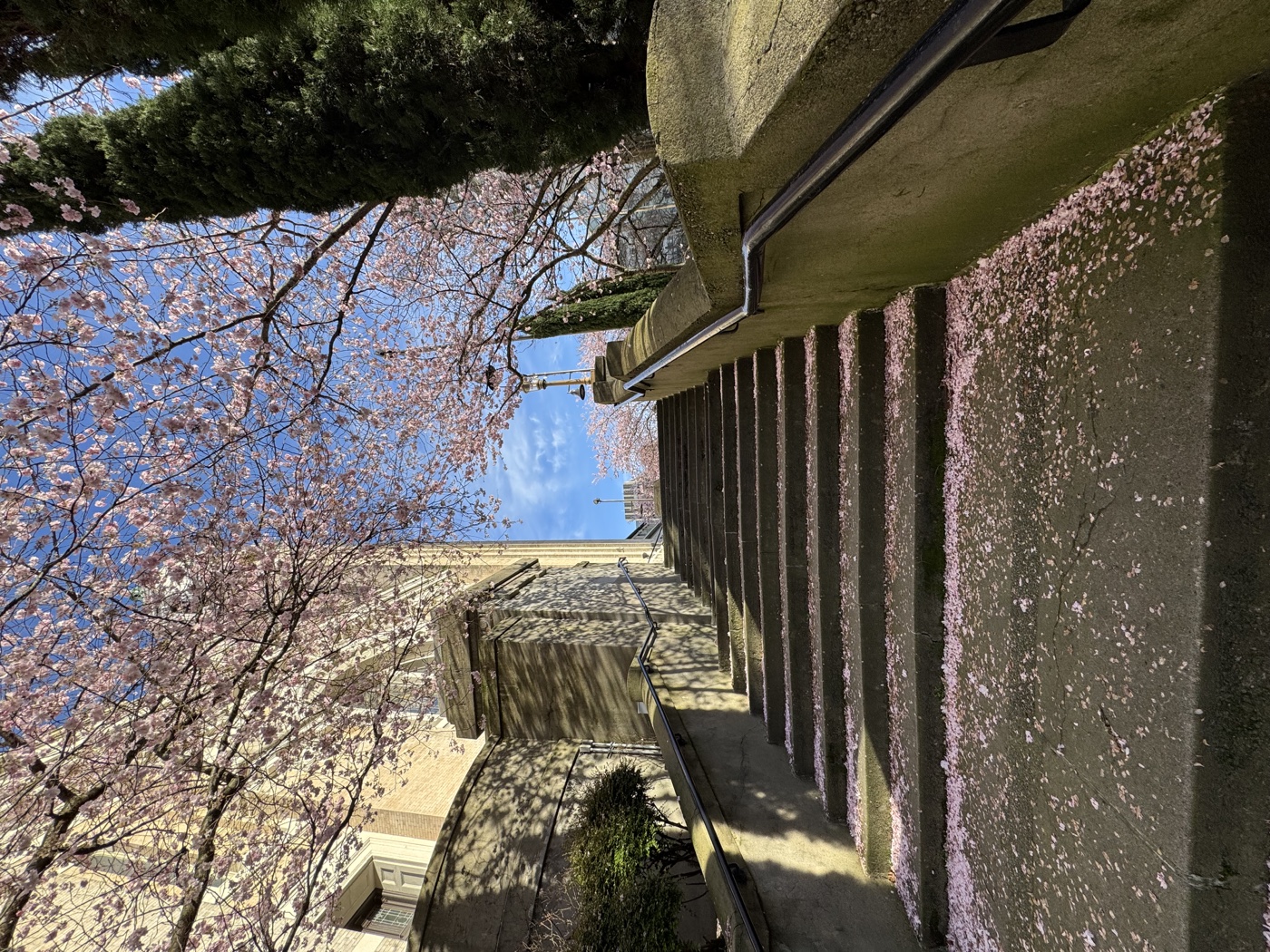 Cherry blossoms scattered across outdoor stairs beneath a blue sky
