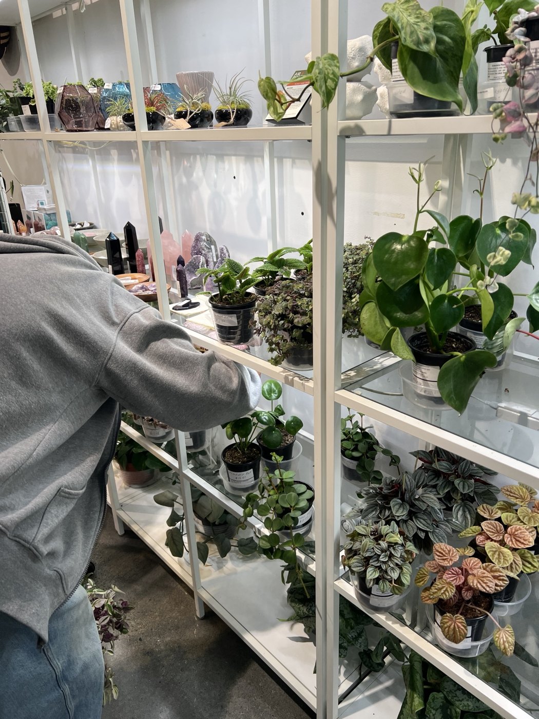 Shelves of plants in a Seattle shop