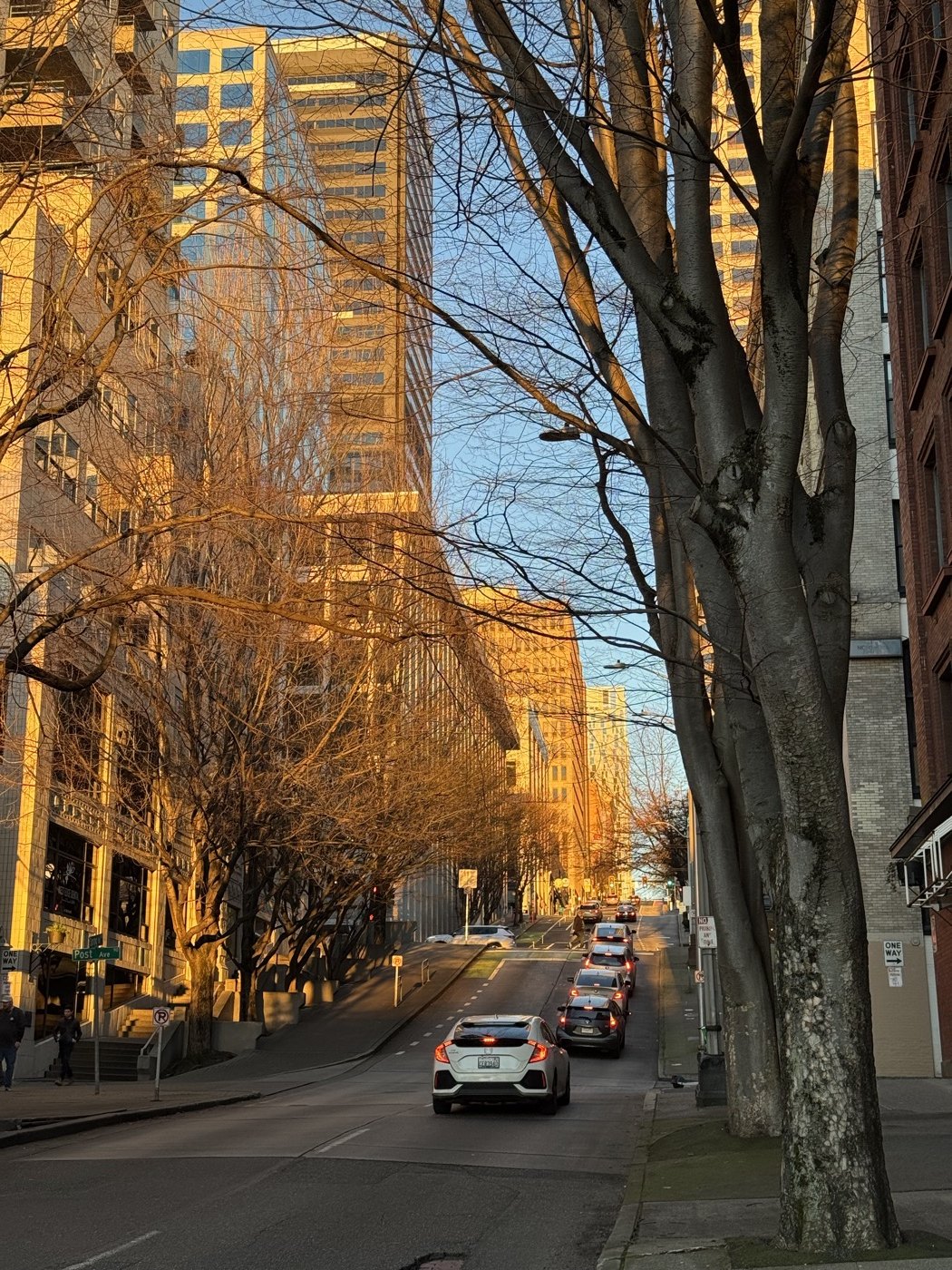 Golden sunlight on buildings and trees along a Seattle street